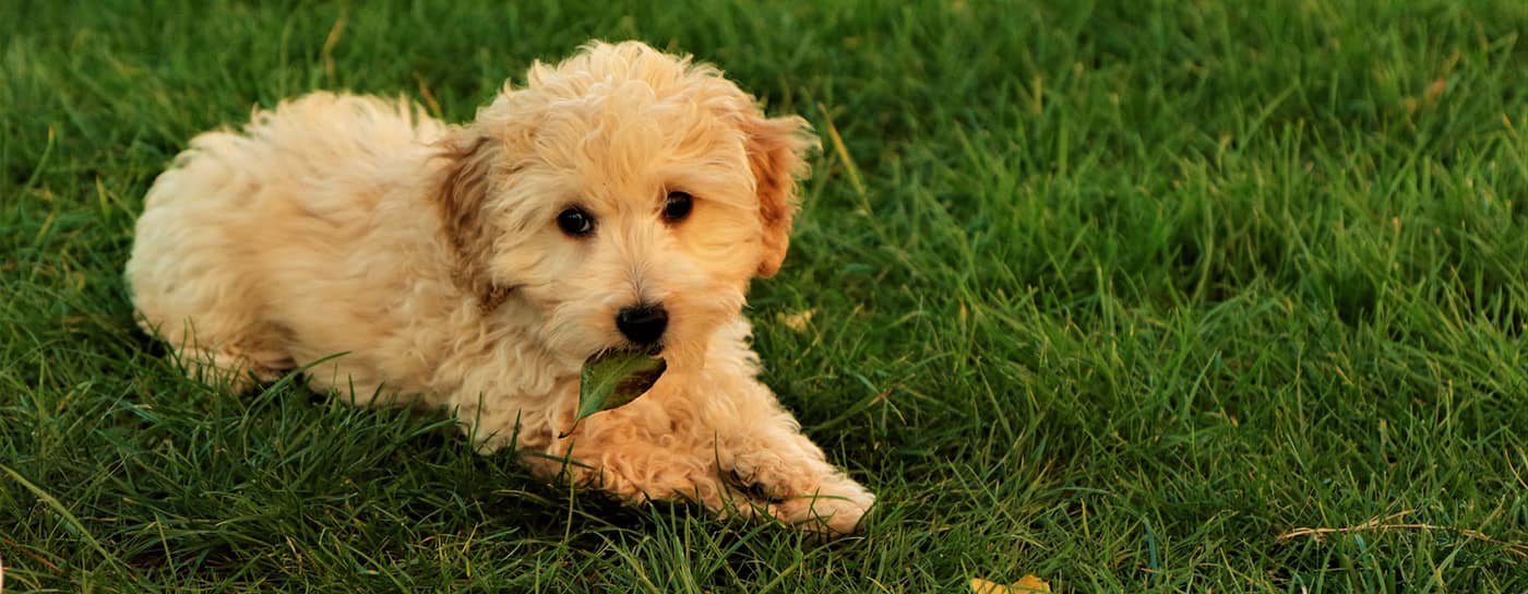 Puppy looking up