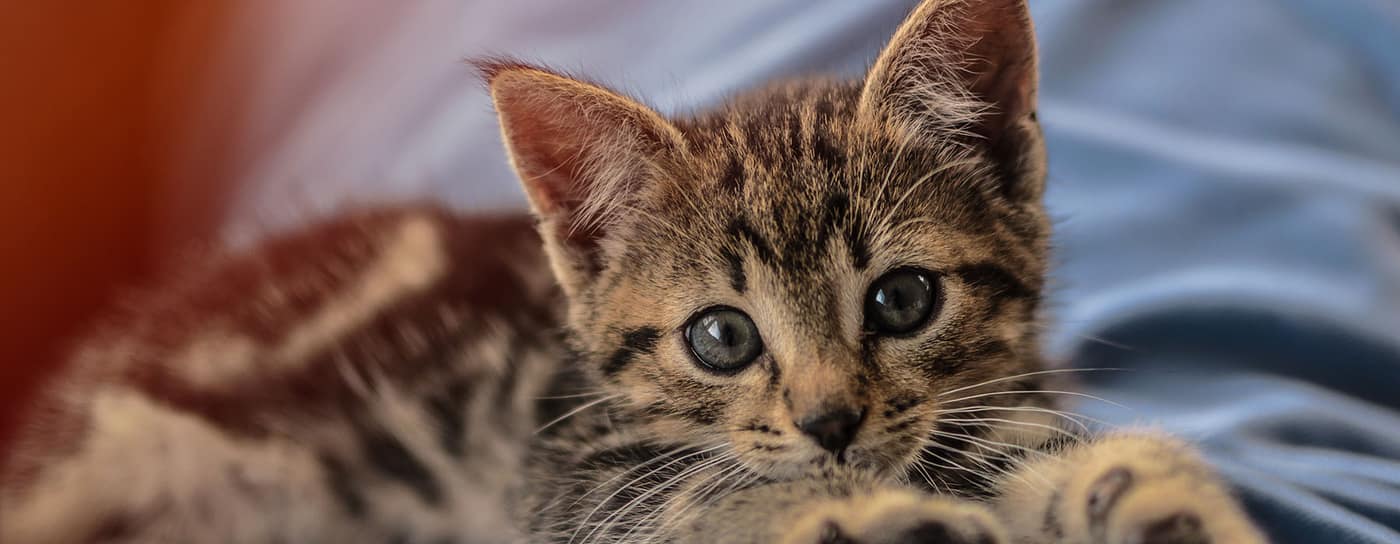 Kitten resting indoors