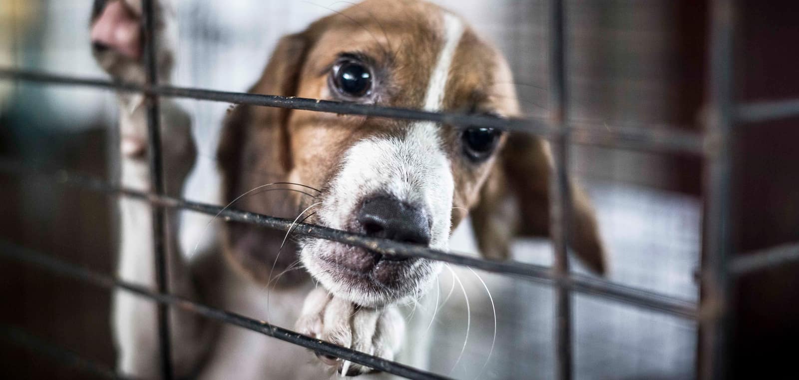 Dogs at the TTSPCA Tobago shelter