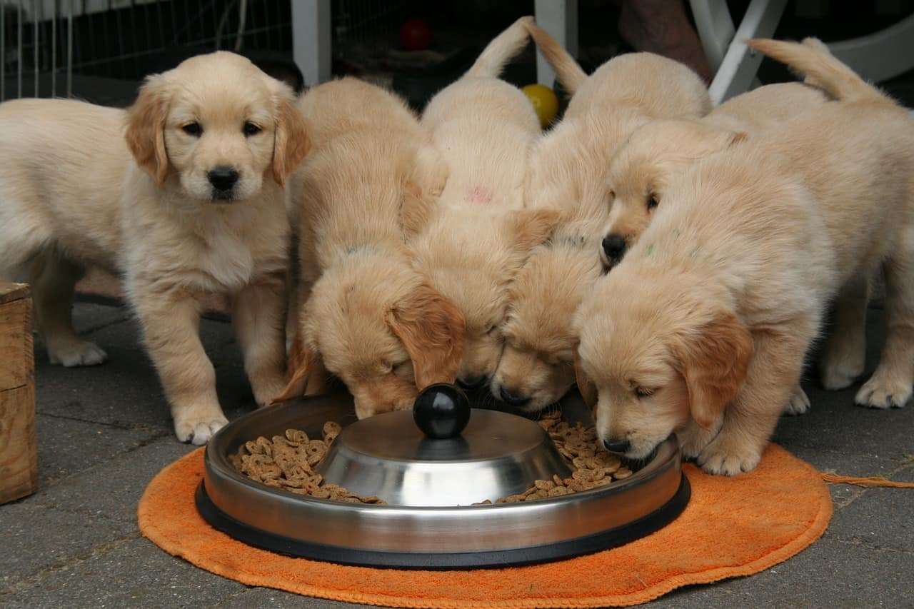 Puppy looking toward the camera